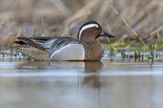 Garganey