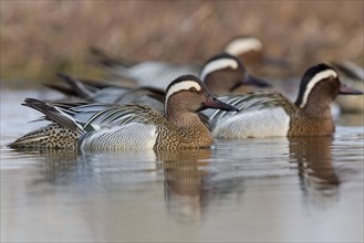 Garganey