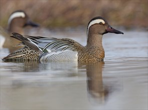 Garganey