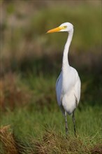 Yellow-billed Egret or Intermediate Egret
