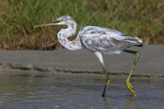 Arabian Reef-Egret