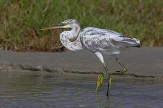 Arabian Reef-Egret