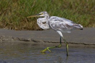 Arabian Reef-Egret