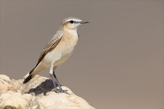 Isabelline Wheatear