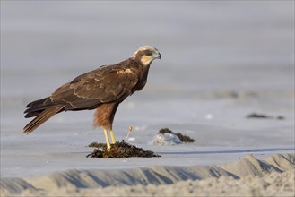 Marsh Harrier