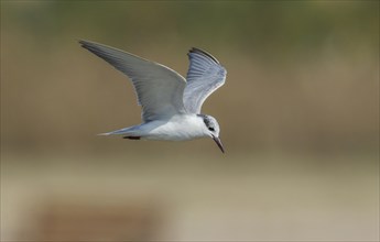 Whiskered Tern