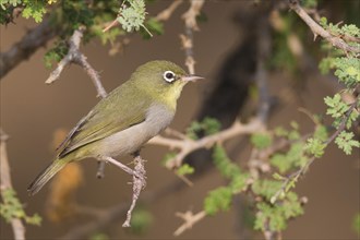 Abyssinian white-eye