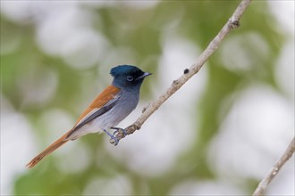 African Paradise Flycatcher