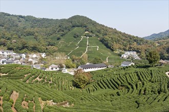 Tea plants