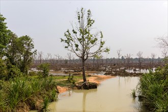 Swampland at the eastern Baray