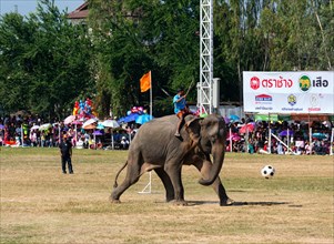 Elephant playing soccer