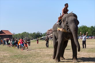 Tug of war with elephant and tourists at the Elephant Festival