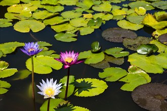 Lotus flowers