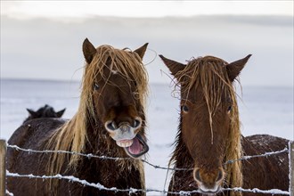 Iceland ponies in wintery landscape