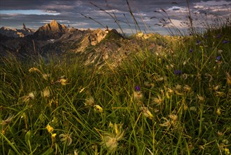Summit of Hochvogel with flowery meadow