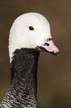 Emperor goose