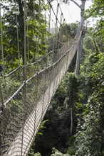 The 40 metre high Canopy Walkway