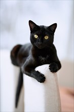 Black cat