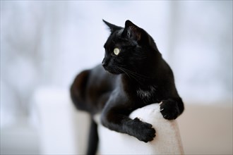 Black cat