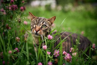 Tiger cat