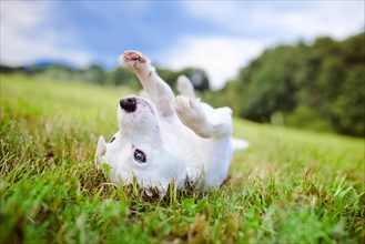 White Parson Russell Terrier lies on his back in meadow