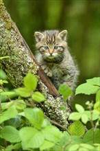 Young European wildcat