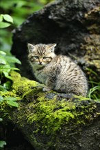 Young European Wildcat