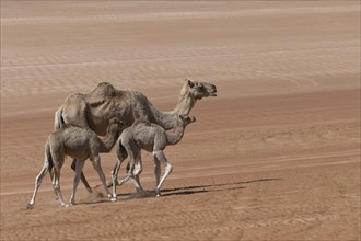Dromedaries