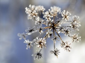 Ice crystals on a withered stalk