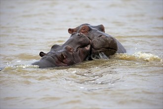 Two Hippopotamuses