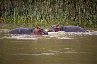 Two Hippopotamuses