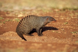 Banded Mongoose