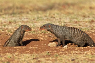 Banded Mongooses