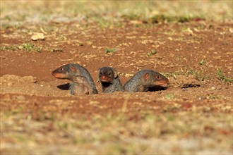 Banded Mongooses