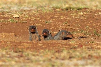 Banded Mongooses