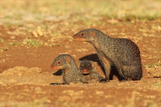 Banded Mongooses