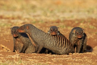 Banded Mongooses