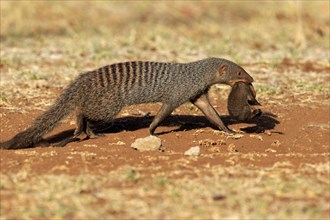 Banded Mongoose