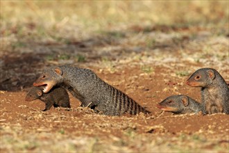 Banded mongoose