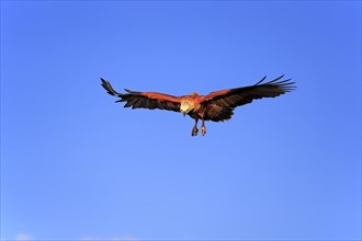 Black-collared hawk