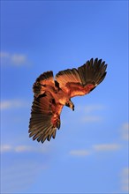 Black-collared hawk