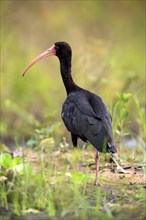 Bare-faced ibis