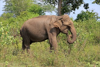 Sri Lankan elephant