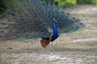 Indian peafowl or blue peafowl