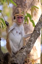Toque macaque