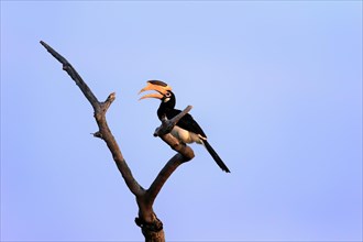 Malabar pied hornbill