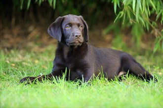 Labrador Retriever