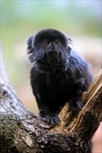 Goeldi's marmoset or Goeldi's monkey