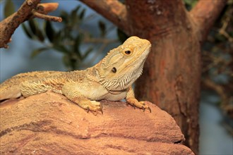 Central or inland bearded dragon