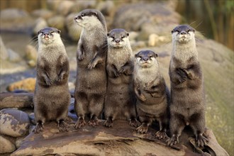Oriental small-clawed otters or Asian small-clawed otters
